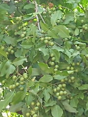 Melicoccus bijugatus