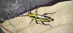Ornithia mexicana