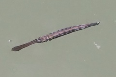 Zenarchopteridae