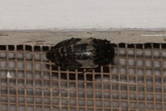 Dermestes marmoratus