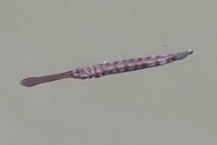 Zenarchopteridae