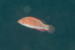 Cirrhilabrus rubripinnis