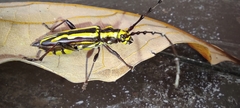 Ornithia mexicana