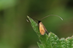 Cauchas rufimitrella