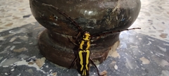 Ornithia mexicana