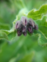 Symphytum