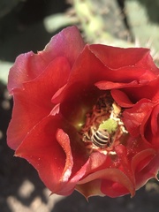 Lasioglossum sisymbrii