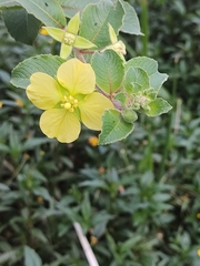 Ludwigia tomentosa