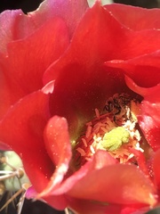 Lasioglossum sisymbrii