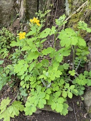 Chelidonium majus