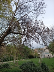 Catalpa bignonioides