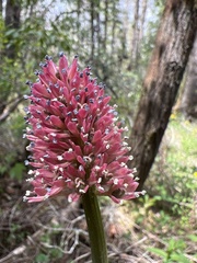 Helonias bullata
