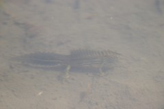 Ommatotriton ophryticus