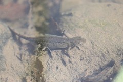 Ommatotriton ophryticus