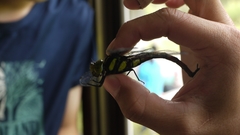 Polycanthagyna erythromelas