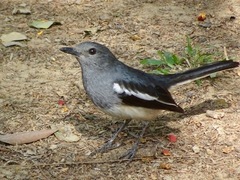 Copsychus saularis