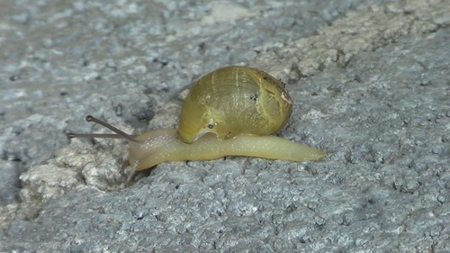 Green Garden Snail, Syracuse, Sicily, IT, photo 10 of 10