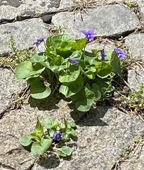 Viola sororia