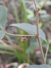 Micrathena nigrichelis