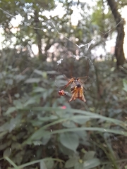 Micrathena nigrichelis