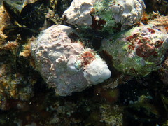 Stramonita haemastoma