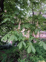 Aesculus hippocastanum