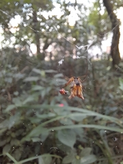 Micrathena nigrichelis