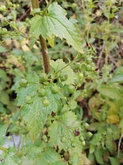 Scrophularia peregrina