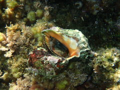 Stramonita haemastoma