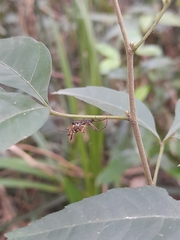 Micrathena nigrichelis