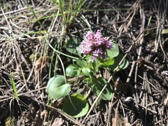 Valeriana arizonica