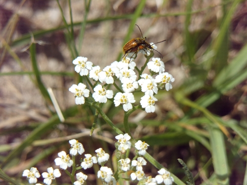 Pseudovadonia livida