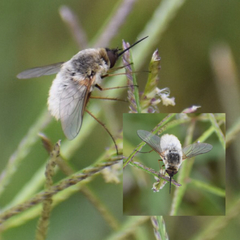 Systoechus candidulus