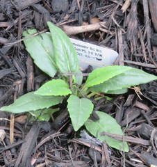 Salvia pentstemonoides