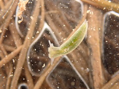 Elysia chlorotica