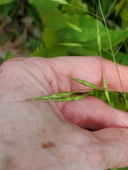 Bromus commutatus