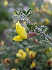 Chamaecytisus hirsutus