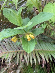 Lonicera involucrata involucrata