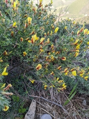 Chamaecytisus hirsutus