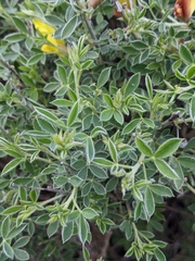 Chamaecytisus hirsutus
