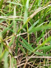 Rhammatocerus pictus