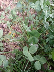 Trifolium repens