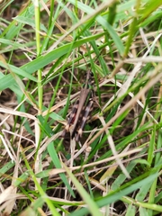 Rhammatocerus pictus