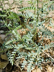 Sphaerophysa