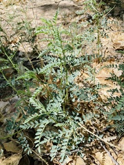 Sphaerophysa