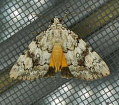 Catocala amica