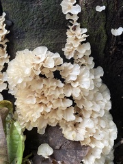 Irpex rosettiformis