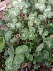 Trifolium repens