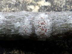 Arthonia cinnabarina