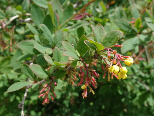 Berberis vulgaris